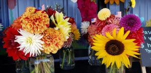 Daliahs at Cyndle's Fresh Cut Flowers