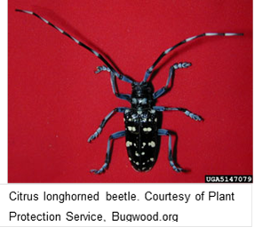 citrus longhorned beetle