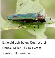 emerald ash borer