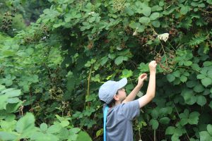 Picking blackberries