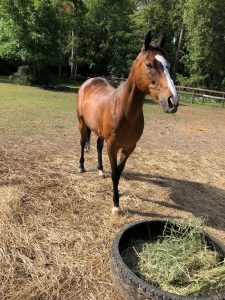 BIG Auction Meet seattle slew grandson 1