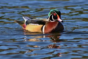 A Wood Duck