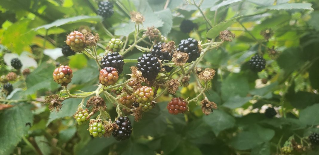 Harvest Blackberries