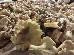 Chanterelle mushrooms