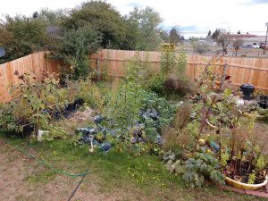 Rebuilding Together Thurston County Yelm Yard Fence Garden