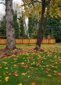Rob Rice Homes New Homes in Tumwater Open space November 2017