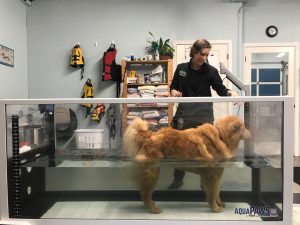 Old Dogs Learn New Tricks: Pet Physical Therapy at Four Paws Animal  Rehabilitation - ThurstonTalk