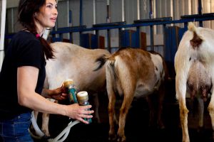 Lost Peacock Creamery Rachael Milking