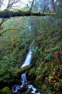 Merriman Falls Quinault Rain Forest