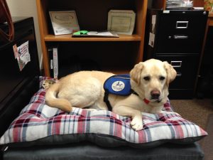 Providence St Peter Hospital Astro therapy dog