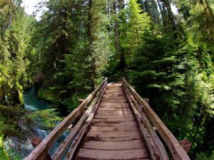 Quinault Rain Forest Pony Bridge