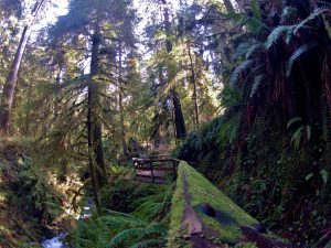 Quinault Rain forest Trail