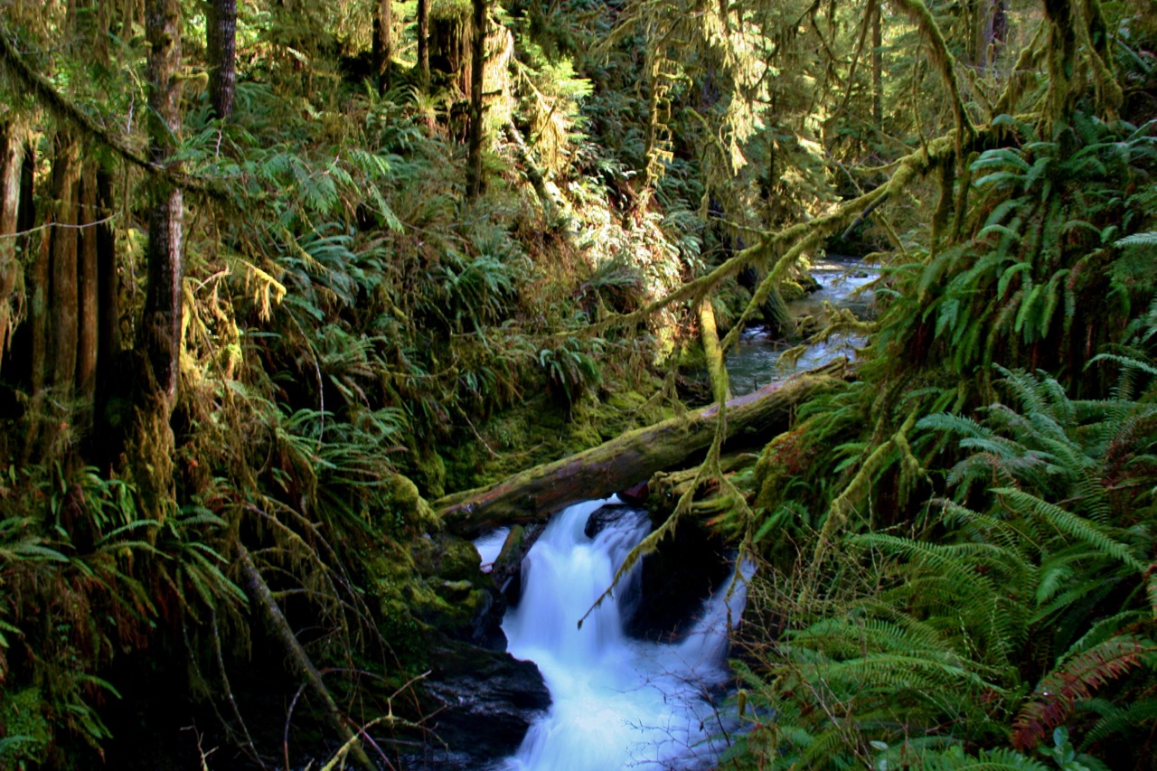 quinault rainforest tour