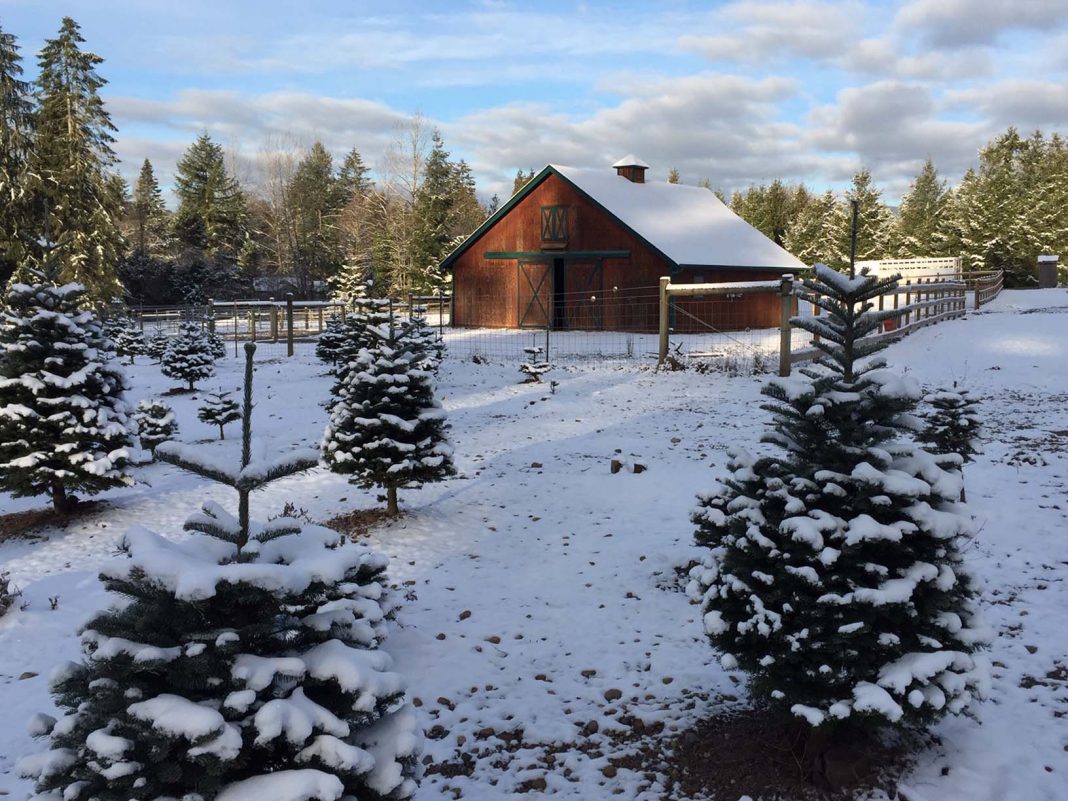 Christmas Tree Farms Thurston County Clyde n Dales Holiday Trees and Gifts 2