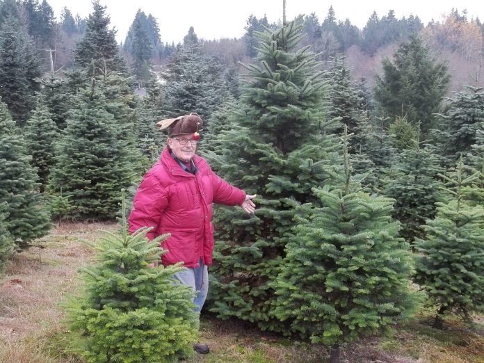 Christmas Trees Thurston County Black Lake Trees Marv Reiner
