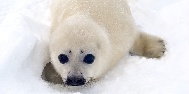 Harp Seal Pup