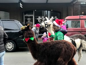 Olympia Downtown Alliance Downtown For the Holidays WSECU Jingle Bell Parade Llamas