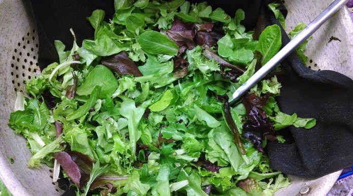 Olympia Farmers Market spring lettuce