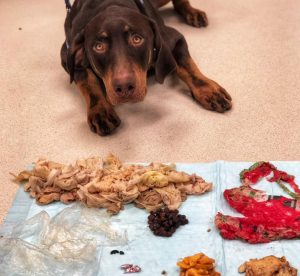 Olympia Pet Emergency Holiday Pet Safety Tips Table Scraps