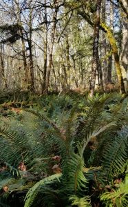 Tolmie State Park Olympia