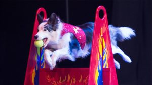 Washington Center holiday 2019 stunt dog experience
