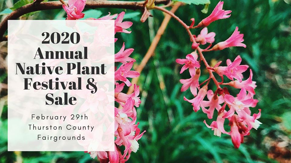Native Plant Festival & Sale ThurstonTalk