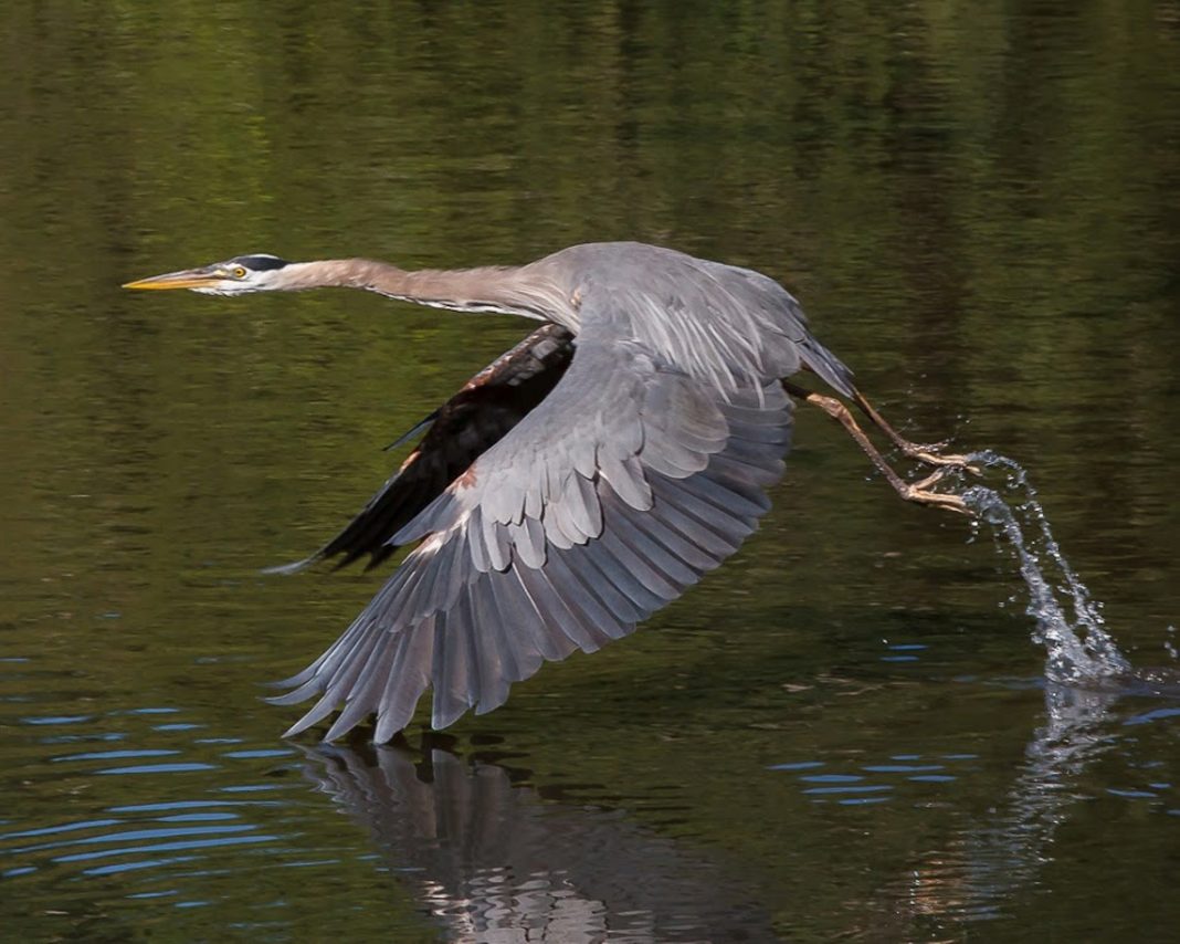 Pacific Great Blue Heron