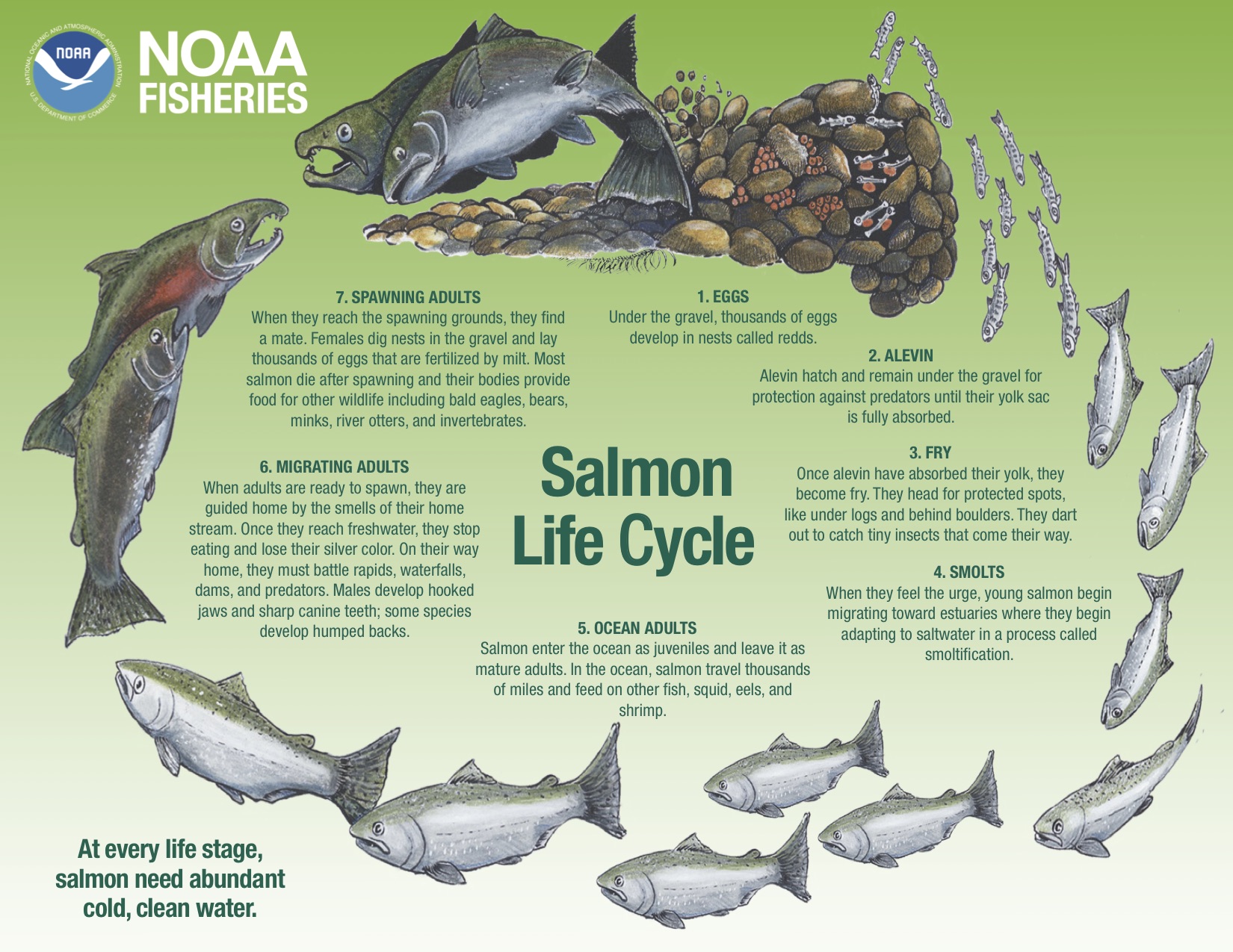 The life cycle of a salmon. 