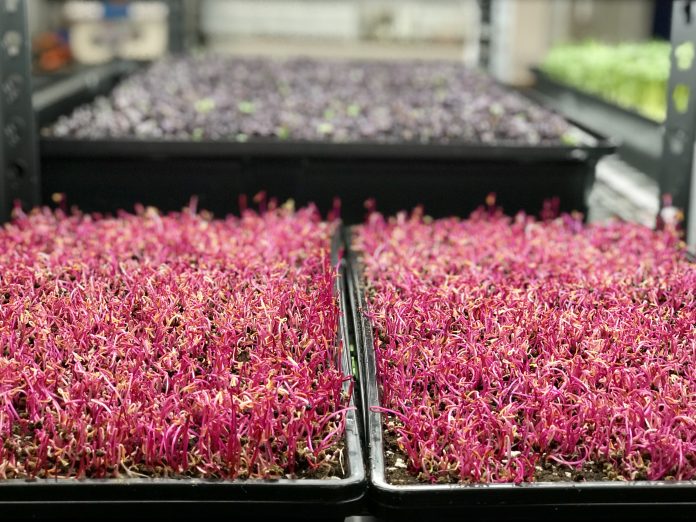 Farmers Basket Ellis Creek Farm microgreens 2