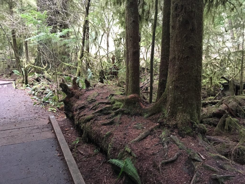 Watershed Park nurse log