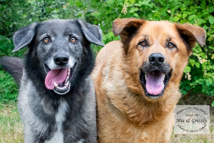 grizzly dog breed