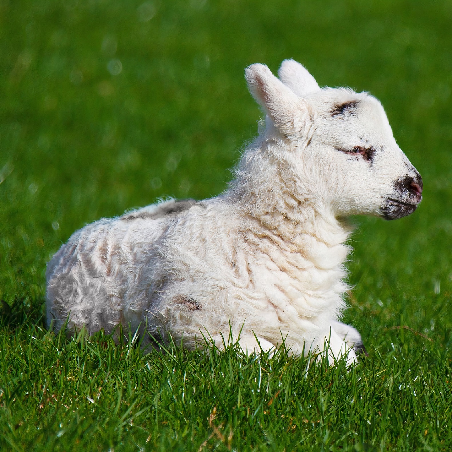 Wool Yoga Bolster - Holy Lamb Organics