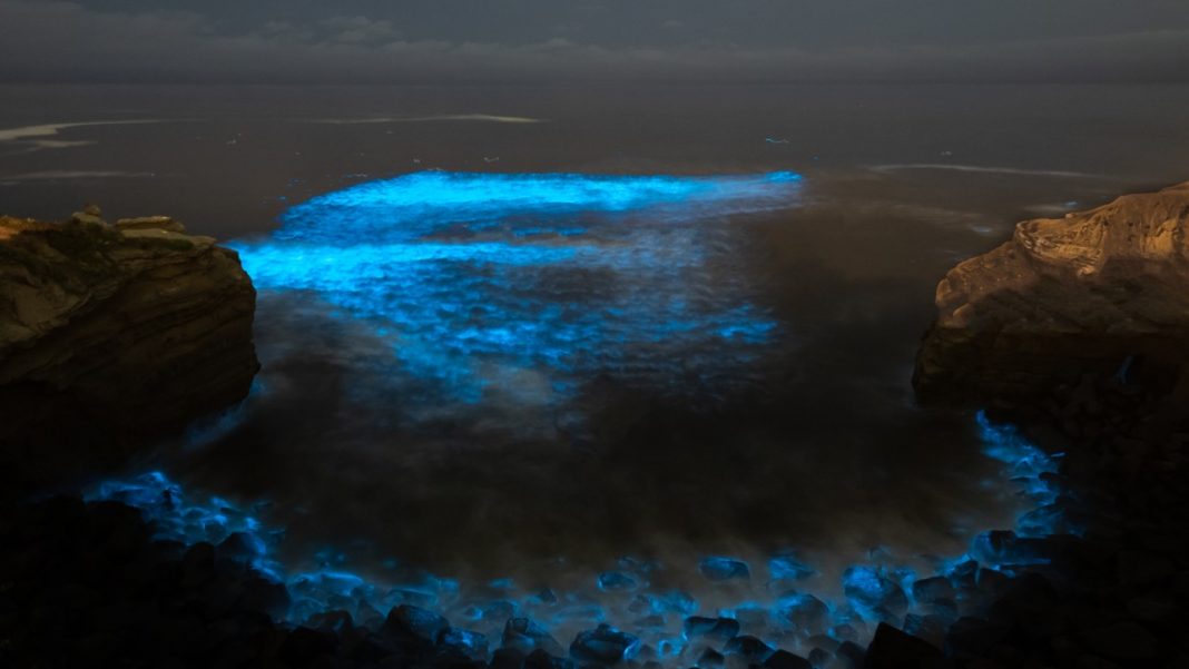 Home Watershed Activities with South Sound GREEN Bioluminescence in a
