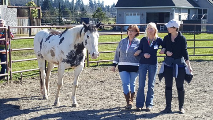 life lessons with horses 1