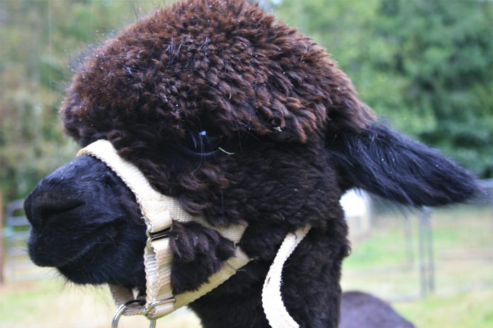 Yelm-La-Vida-Alpacas-Tahoma-Vista-Fiber-Mill