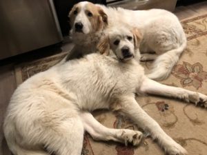 great pyrs rescue muffy and Barbie