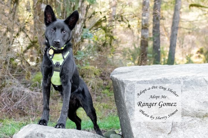 Undertake-A-Pet Canine of the Week: Ranger Gomez