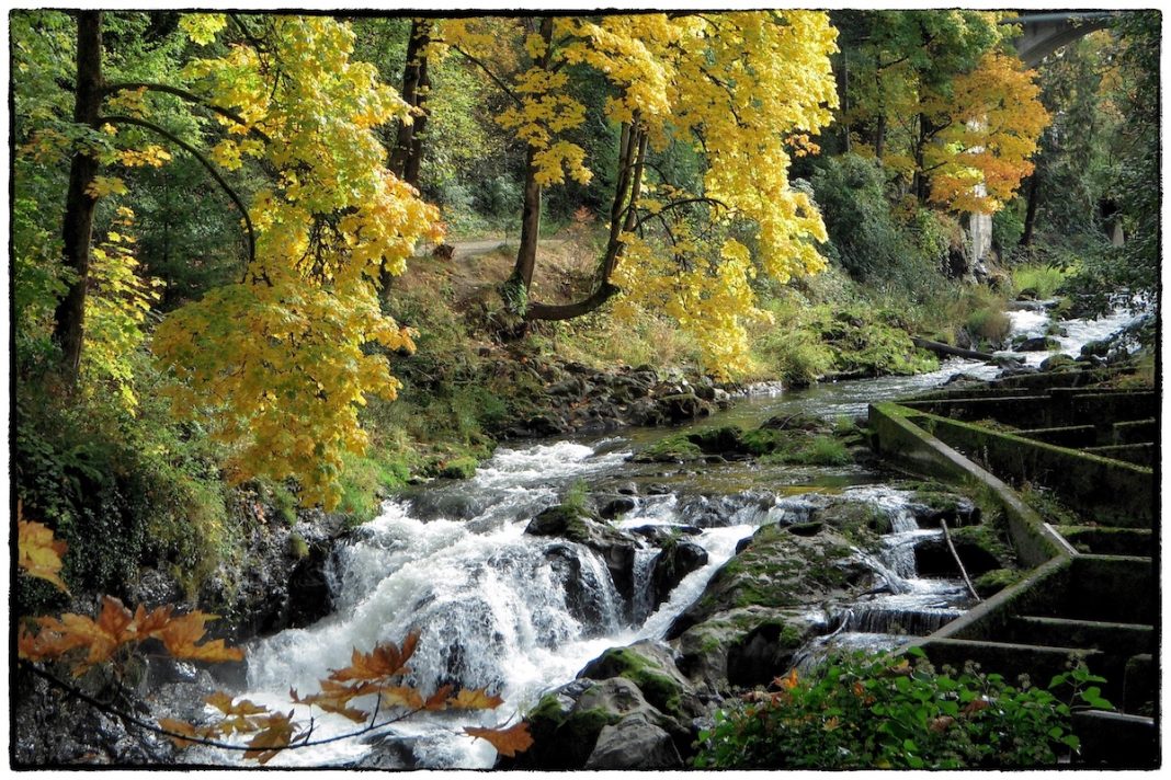 Brewery-Park-Tumwater-park-scene