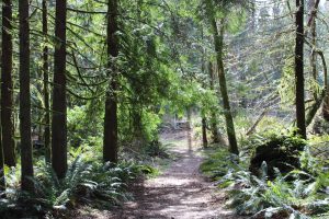 History Bigfoot Olympic-Peninsula-Hiking-for-Bigfoot