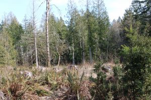 History Bigfoot Rainier-Forestry-and-Hiking-Bigfoot-Spotting