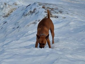 Olympia Pet-Adoption-Papi-Snow