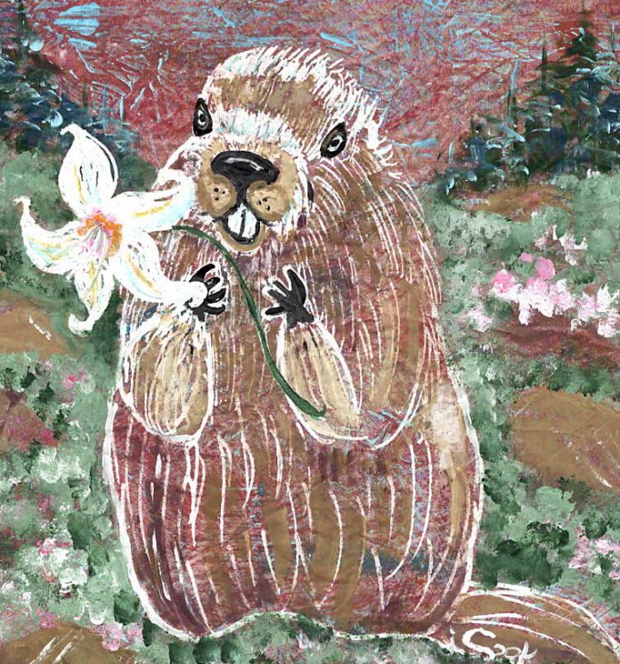 Olympia art Judy-Cook-Friendly-Marmot