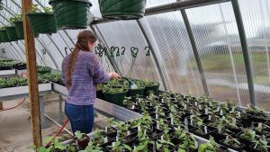 Yelm-Community-Schools-greenhouse