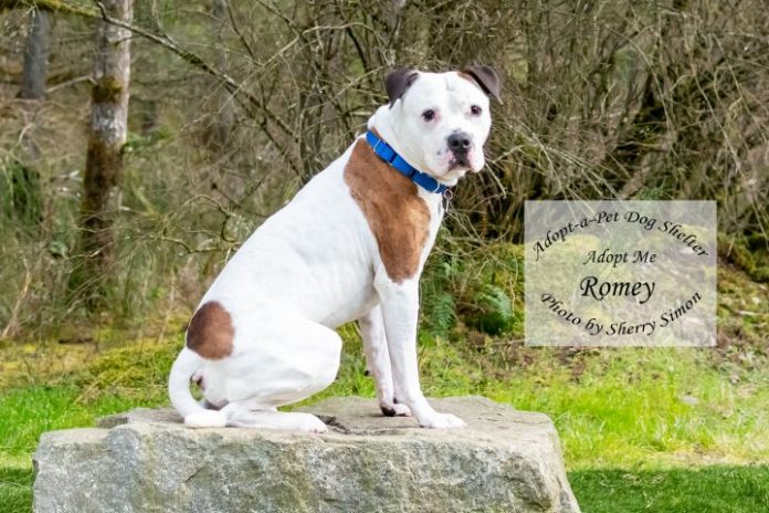 Adopt a Pet dog of the week Romey
