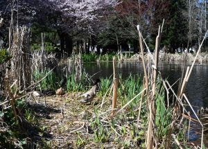 Cochrane-Park-yelm overgrown-vegetation