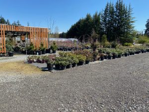 Garden Center Olympia The Barn Nursery