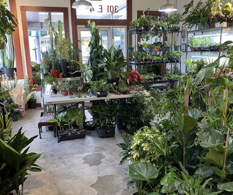 Spruce up Your Garden with These Plant Nurseries and