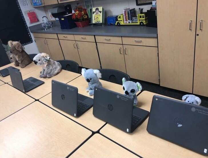 Taylor-Wolden-Koalas