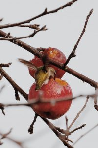 Noah-Mahlon-Tumwater-photographic-tech-award-2021-colibri-fruitier