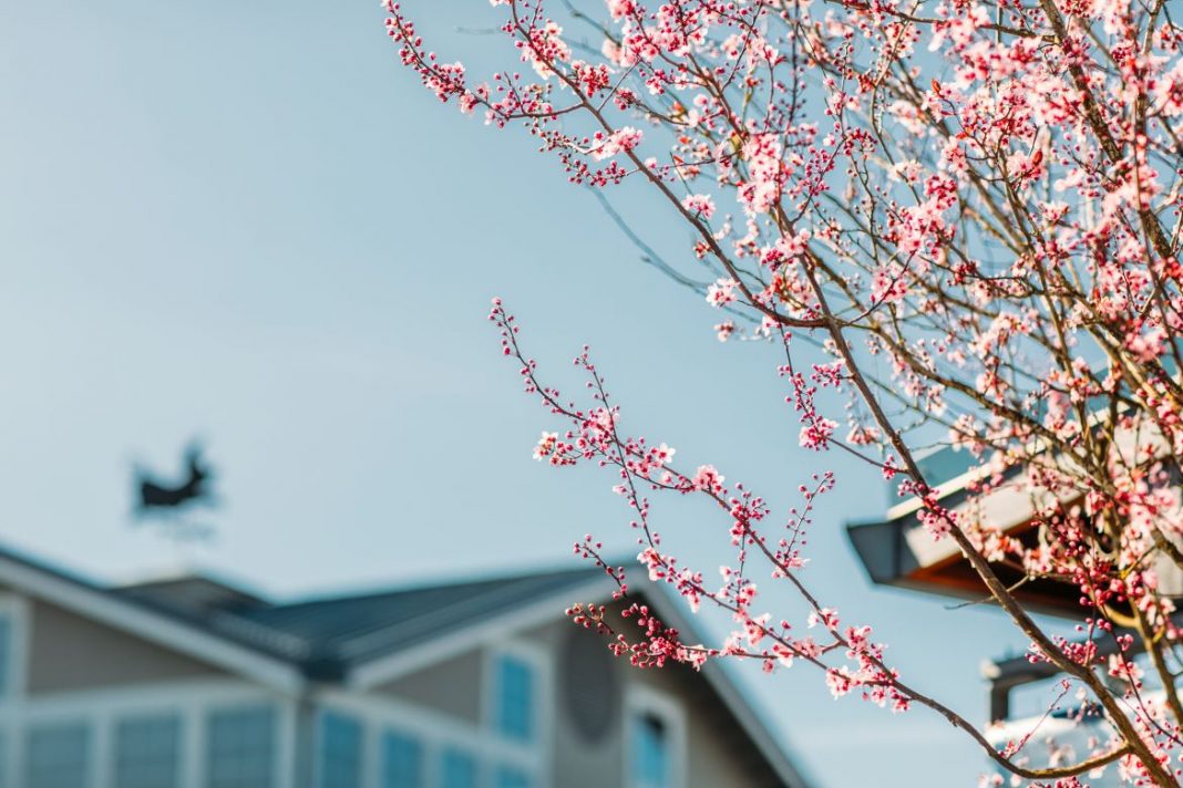 Olympia Farmers Market in the Springtime